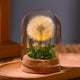 Dried Flower Glass Dome Night Light