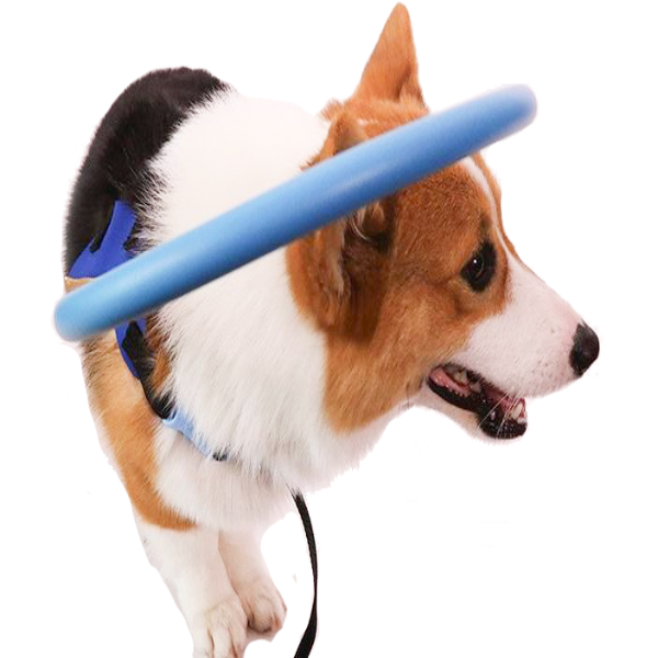 Blind dog halo harness with bumper ring