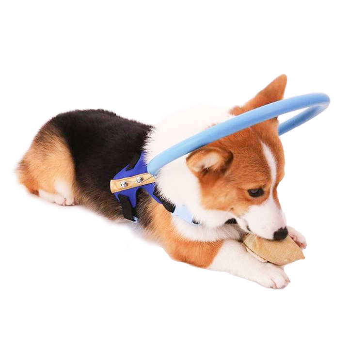 Blind dog halo harness with bumper ring