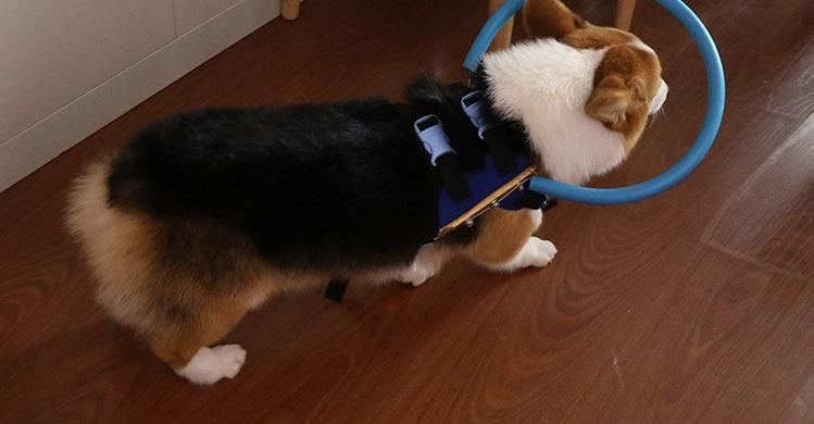 Blind dog halo harness with bumper ring