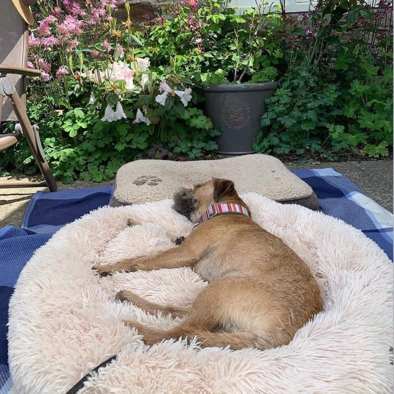 Plush round donut dog bed